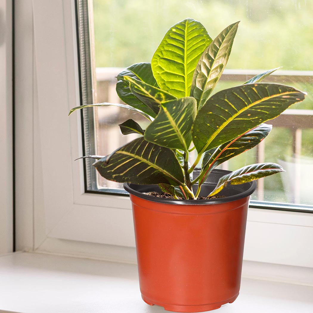 Lambu 100x Plastic Plant Pots Bulk Flowers Small-1910112308231802887