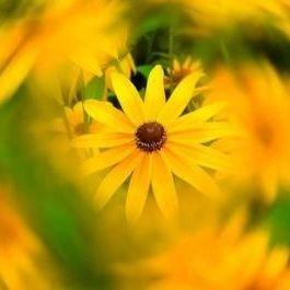 Universal Lens Filter For Dji Phantom 3 And 4 Series-1915197152552947714