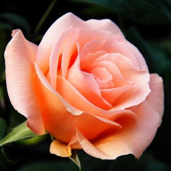 2.1Cm Internal Diameter Uv / Lens Filter For Sjcam Sj4000 And Sj4000 Wifi Sport Cameras-1915198236243660807