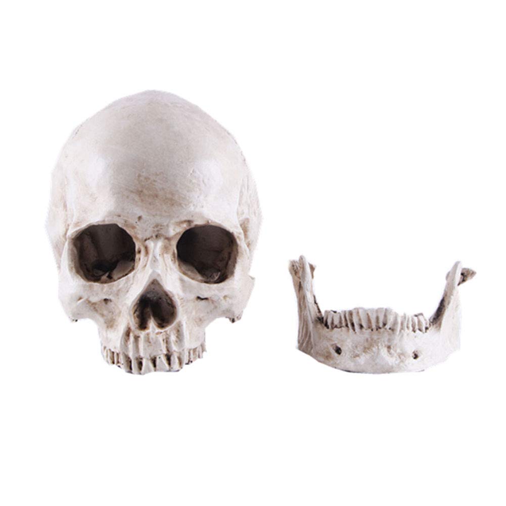 Life-size Replica of Realistic Human Skull, Head Bone Model, Anatomy White Resin Skull High Precision Teaching Tool Halloween Decor