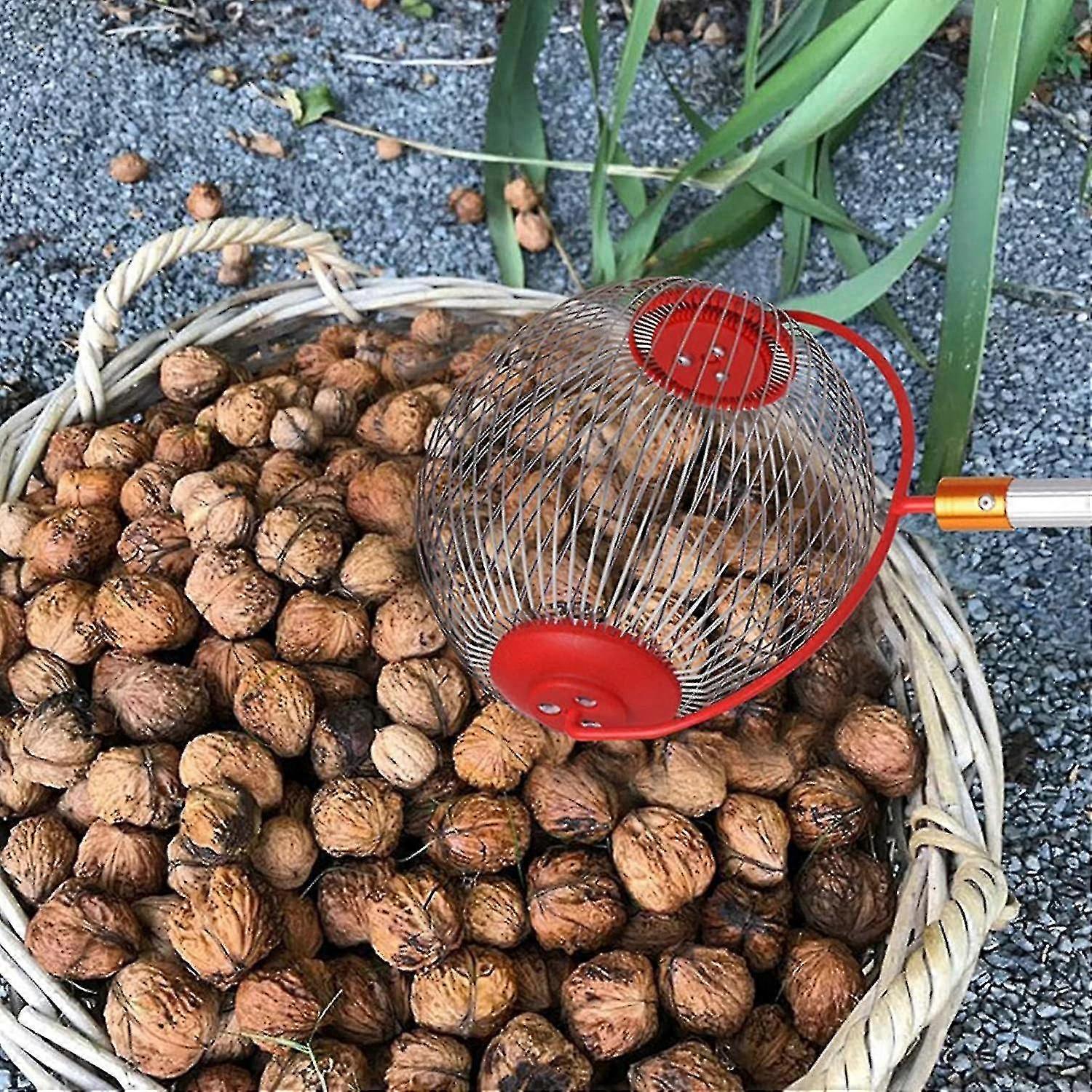 Nut Picker - Side opening for emptying walnuts, rolling picker for pine cones, picker, collector, ball picker for walnuts, pecans S