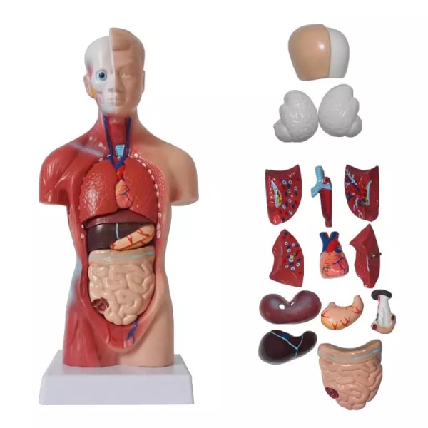 Unisex Human Torso Body Anatomy Anatomical Model Internal Organs A 28CM