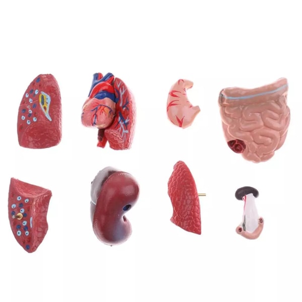 Unisex Human Torso Body Anatomy Anatomical Model Internal Organs A 28CM