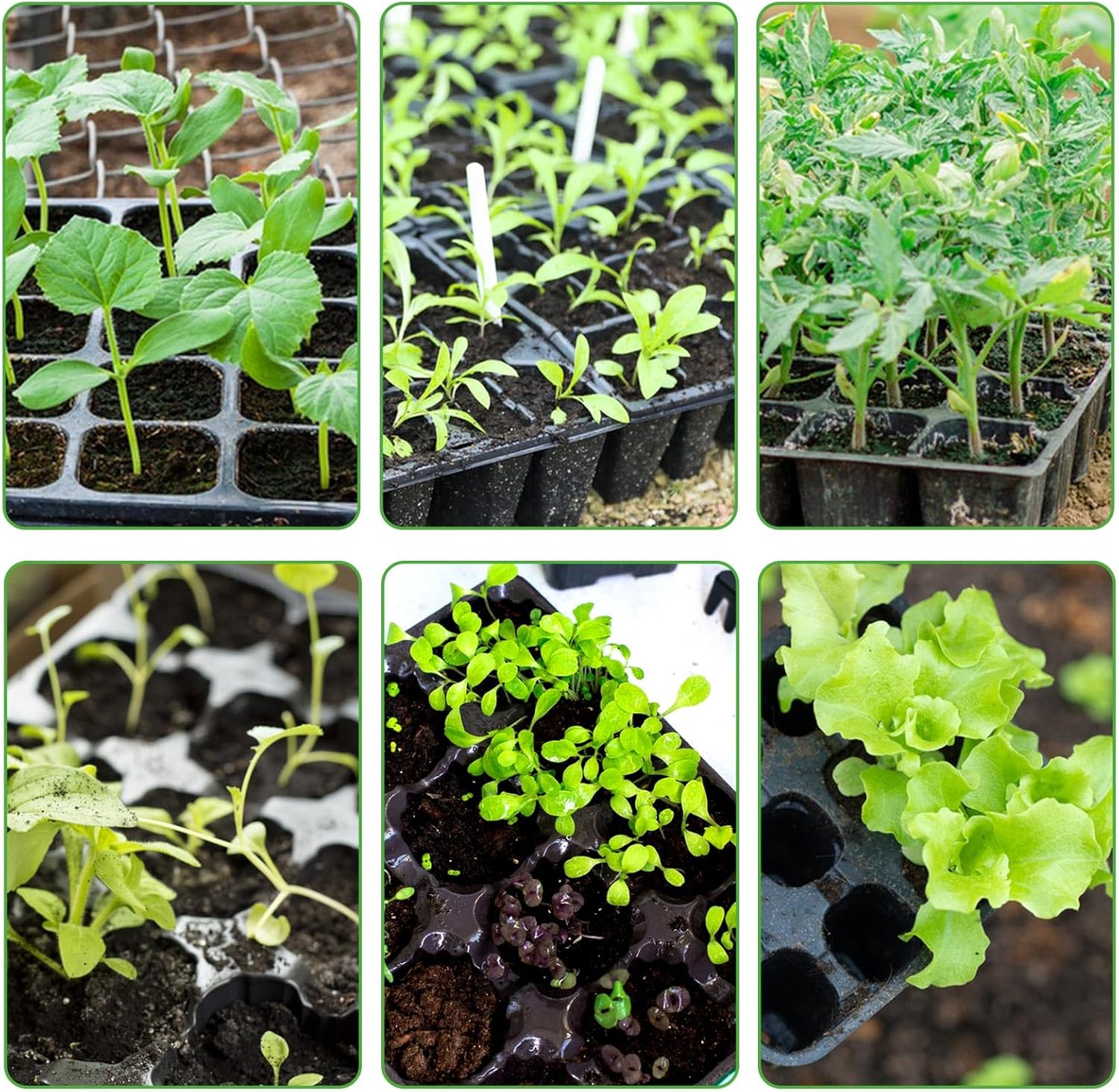 120 cell seedling starter tablets reusable, mini propagator, greenhouse growing kit, plant growing trays for indoor greenhouse plastic germination trays nurseries, growing