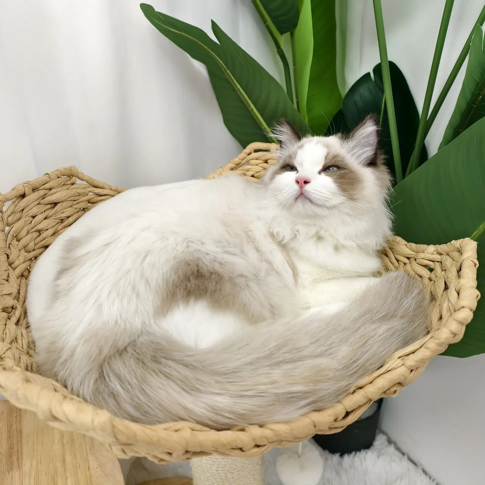 Large Cat Scratching Post Tree Tower with Baskets and Cubby Cave in Natural Wood & White, 60x40x99cm