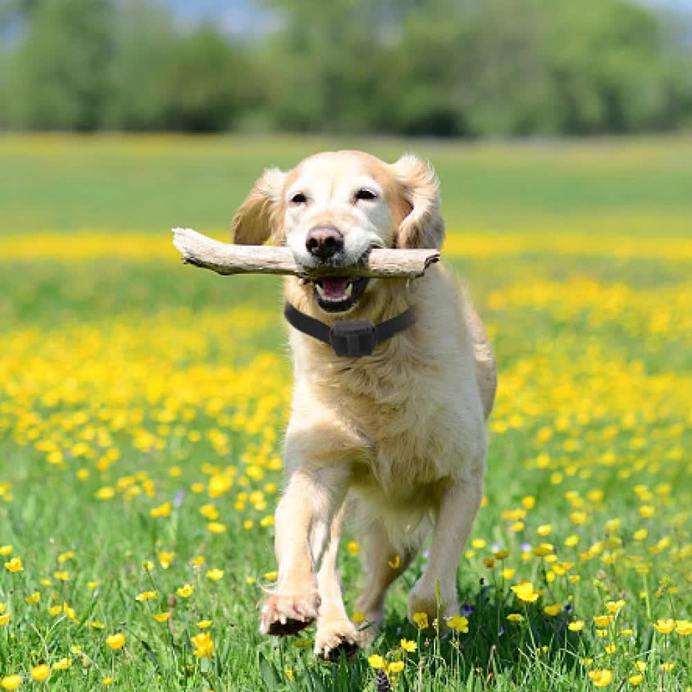 VaKa Anti Bark Dog Training Collar Sound & Vibration Stop Barking Automatic Pet