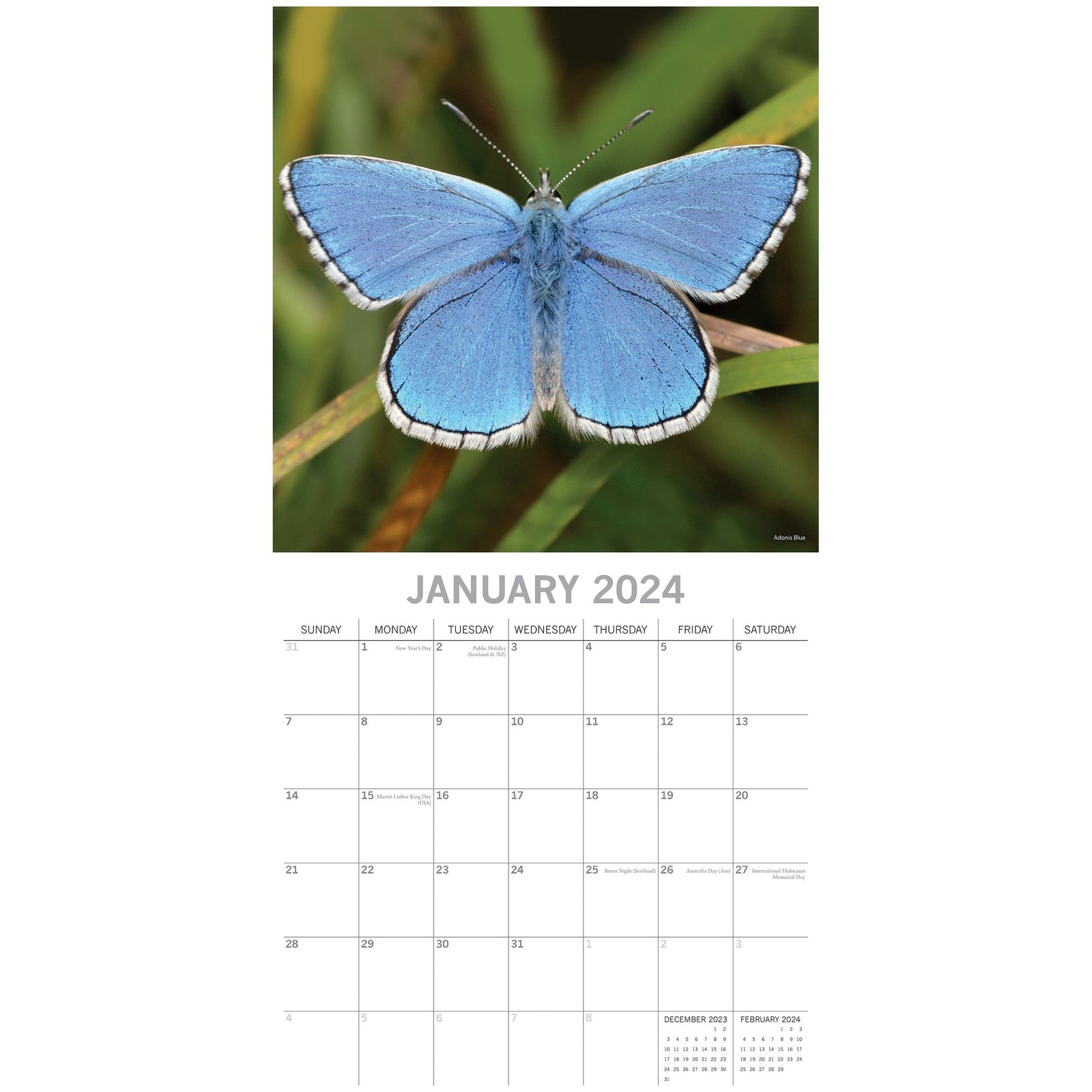 Butterflies 2024 Square Wall Calendar Natural Animals 16 Months Premium Planner