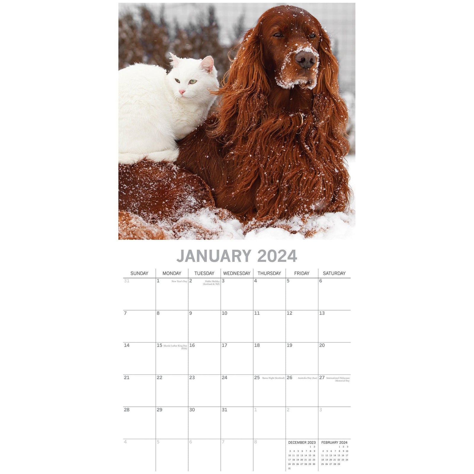Cats & Dogs - 2024 Square Wall Calendar Pets Animals 16 Months Premium Planner