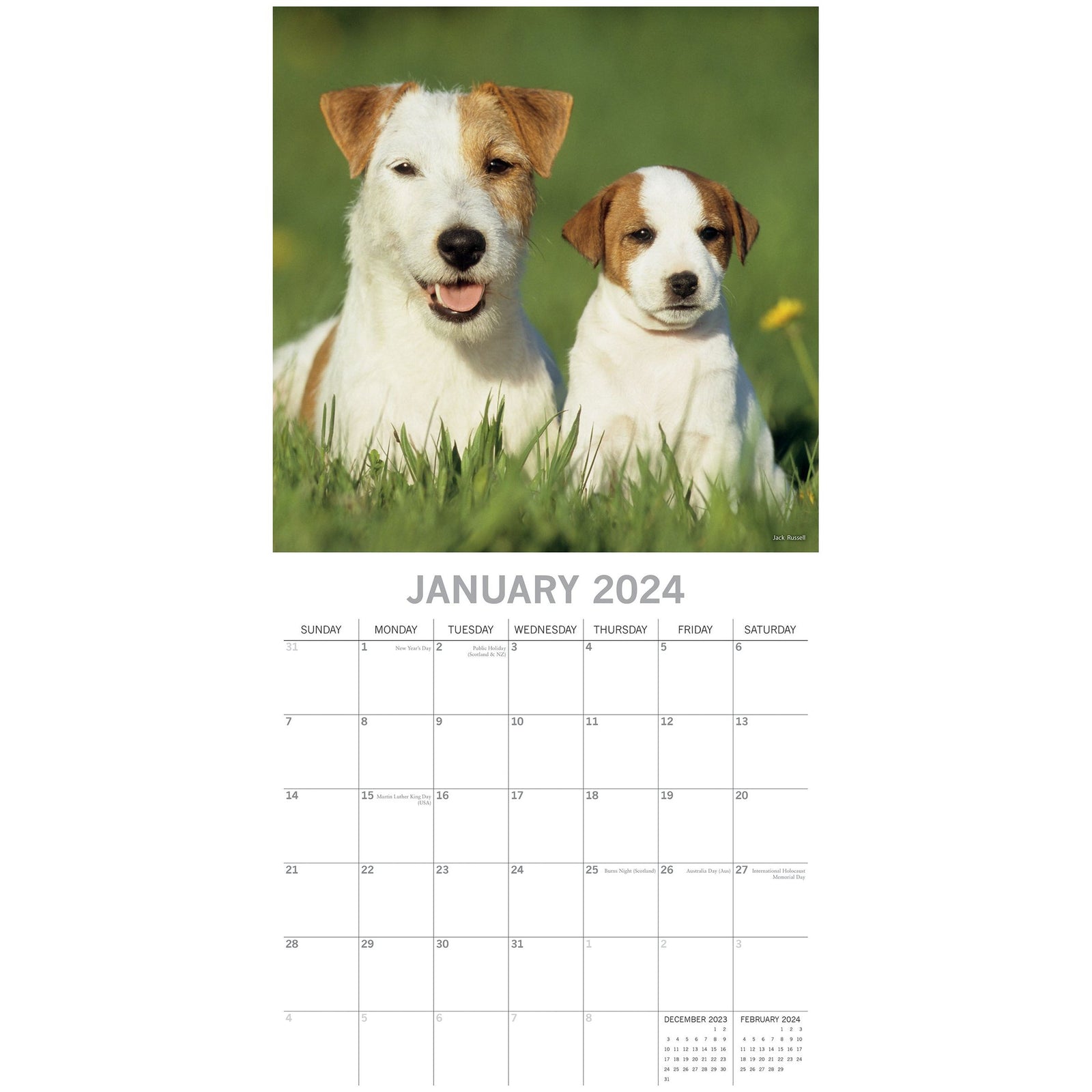 Dogs & Puppies - 2024 Square Wall Calendar Pets Animals 16 Month Premium Planner