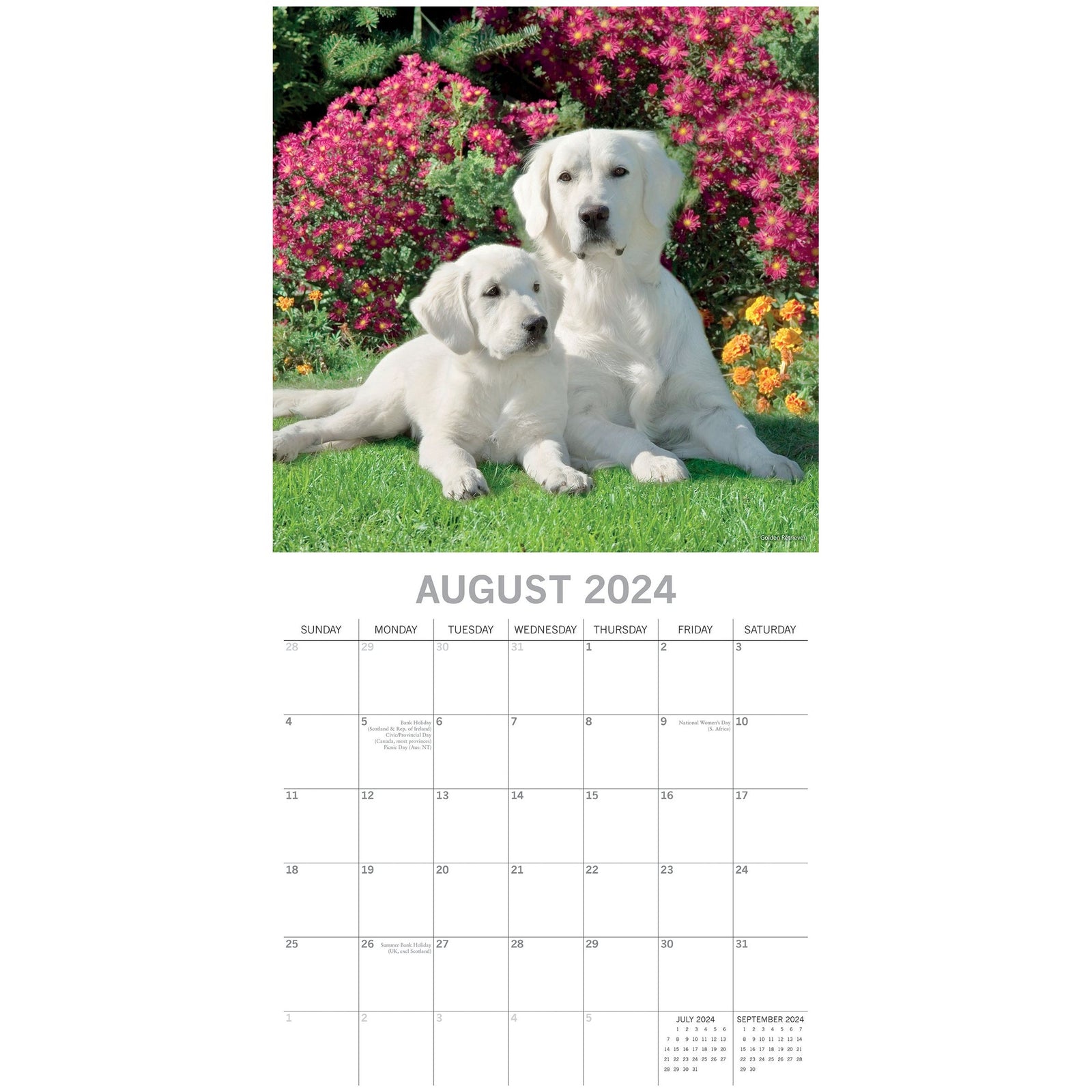 Dogs & Puppies - 2024 Square Wall Calendar Pets Animals 16 Month Premium Planner