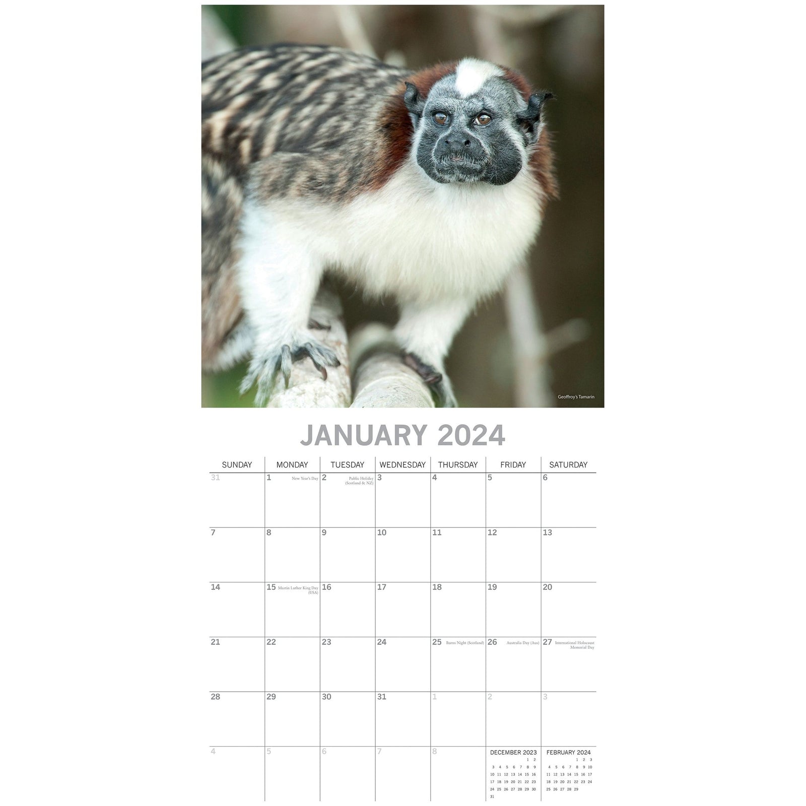 Monkey Business 2024 Square Wall Calendar Pets Animals 16 Months Premium Planner