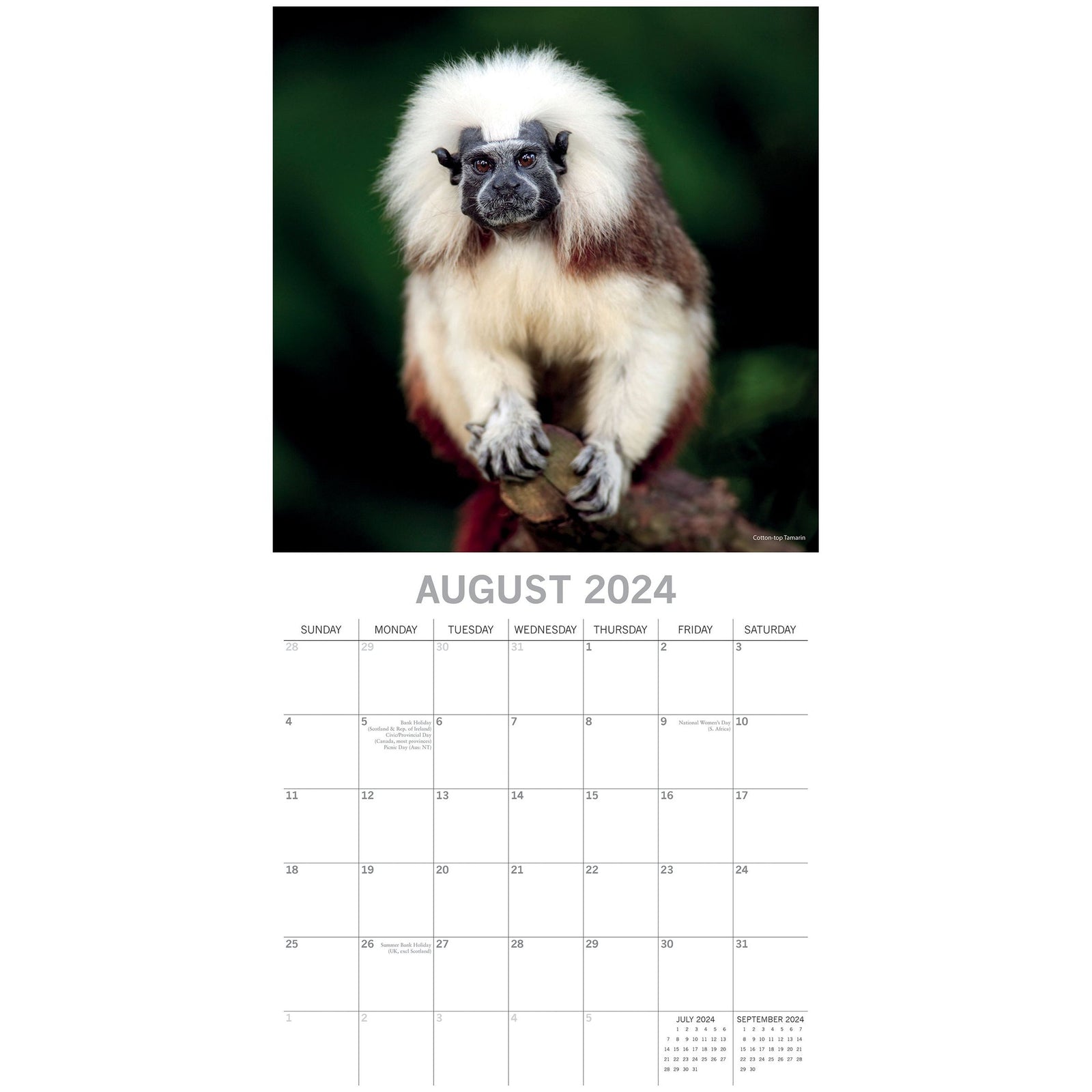 Monkey Business 2024 Square Wall Calendar Pets Animals 16 Months Premium Planner