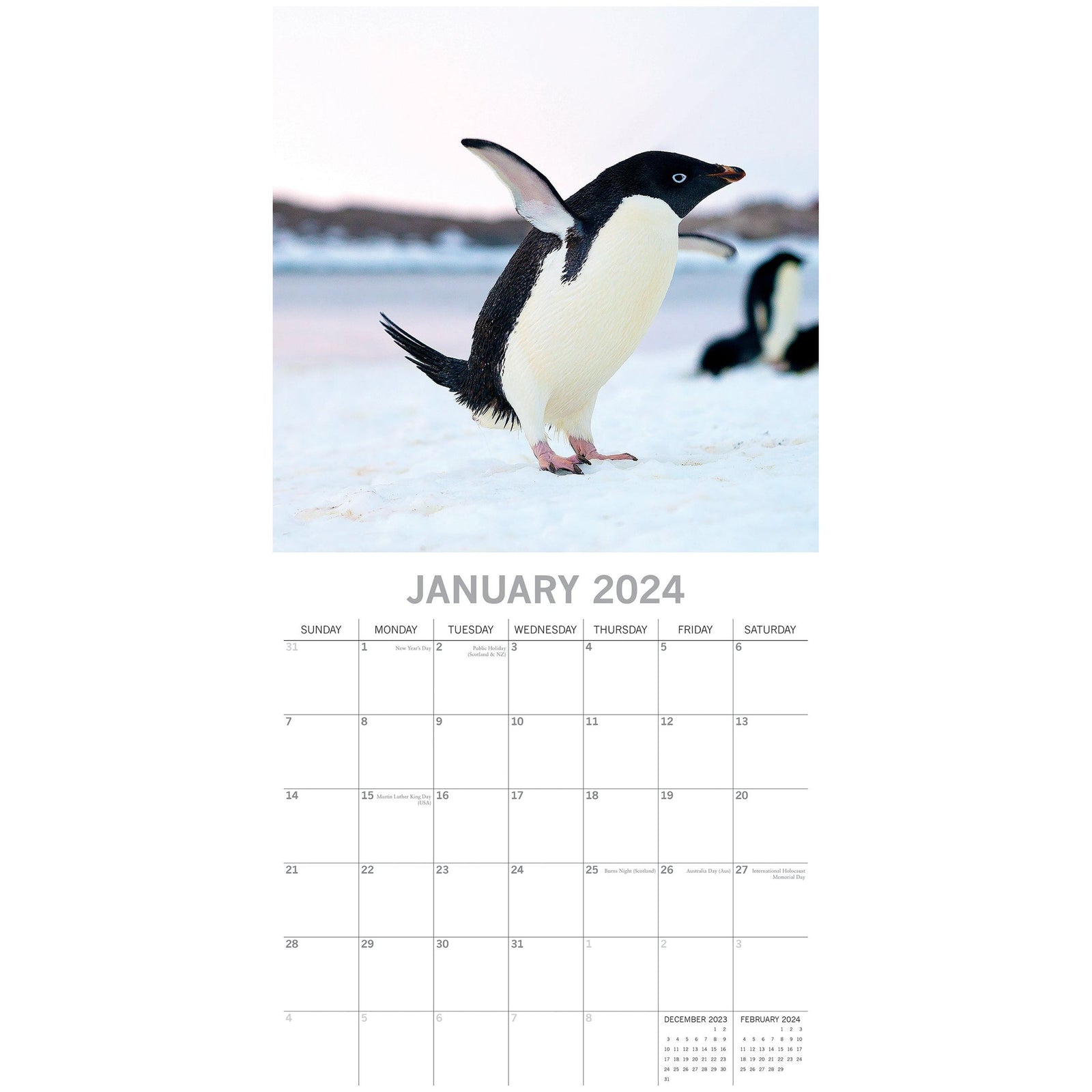 Penguins - 2024 Square Wall Calendar Pets Animals 16 Month New Year Gift Planner
