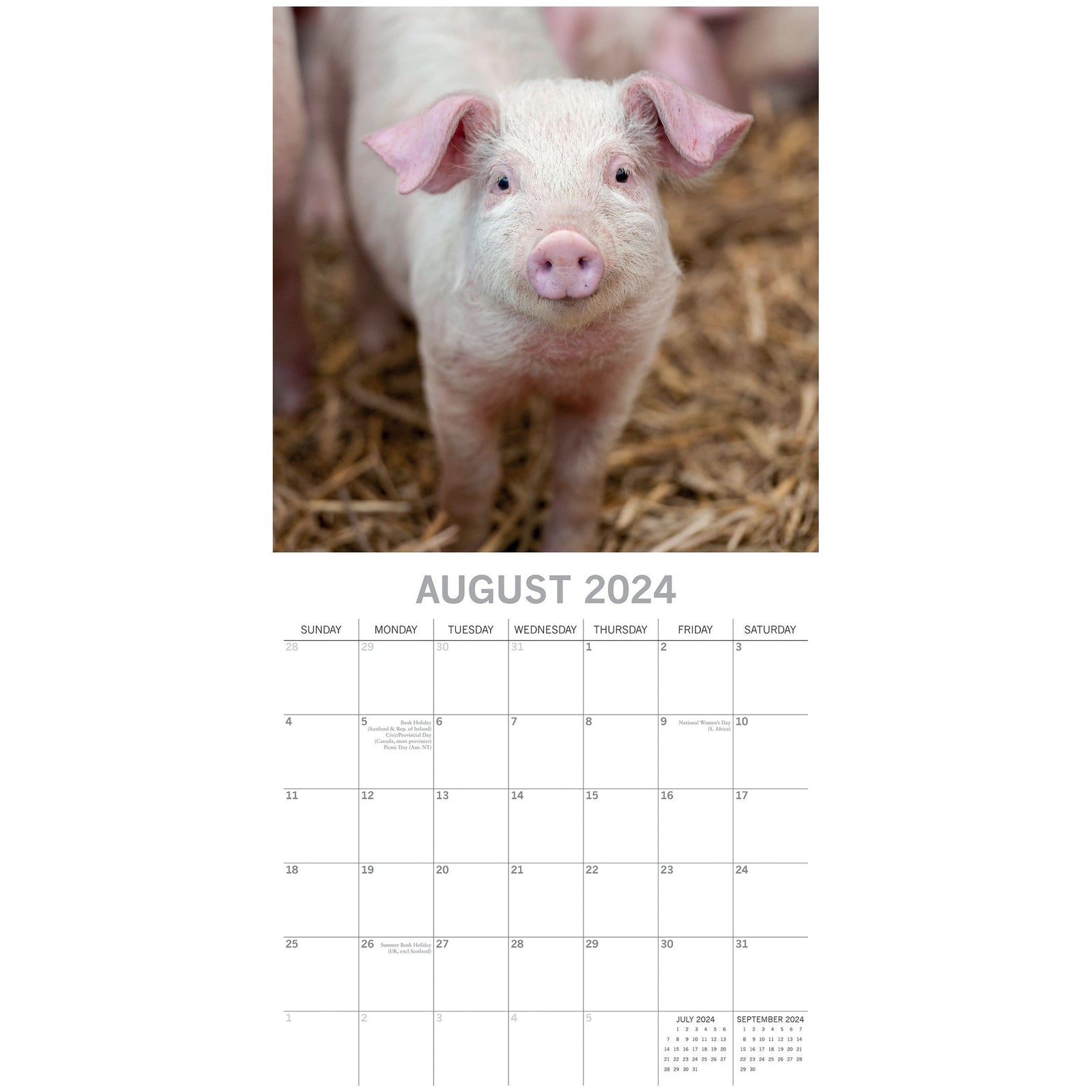 Piggies - 2024 Square Wall Calendar Pets Animals 16 Months New Year Gift Planner