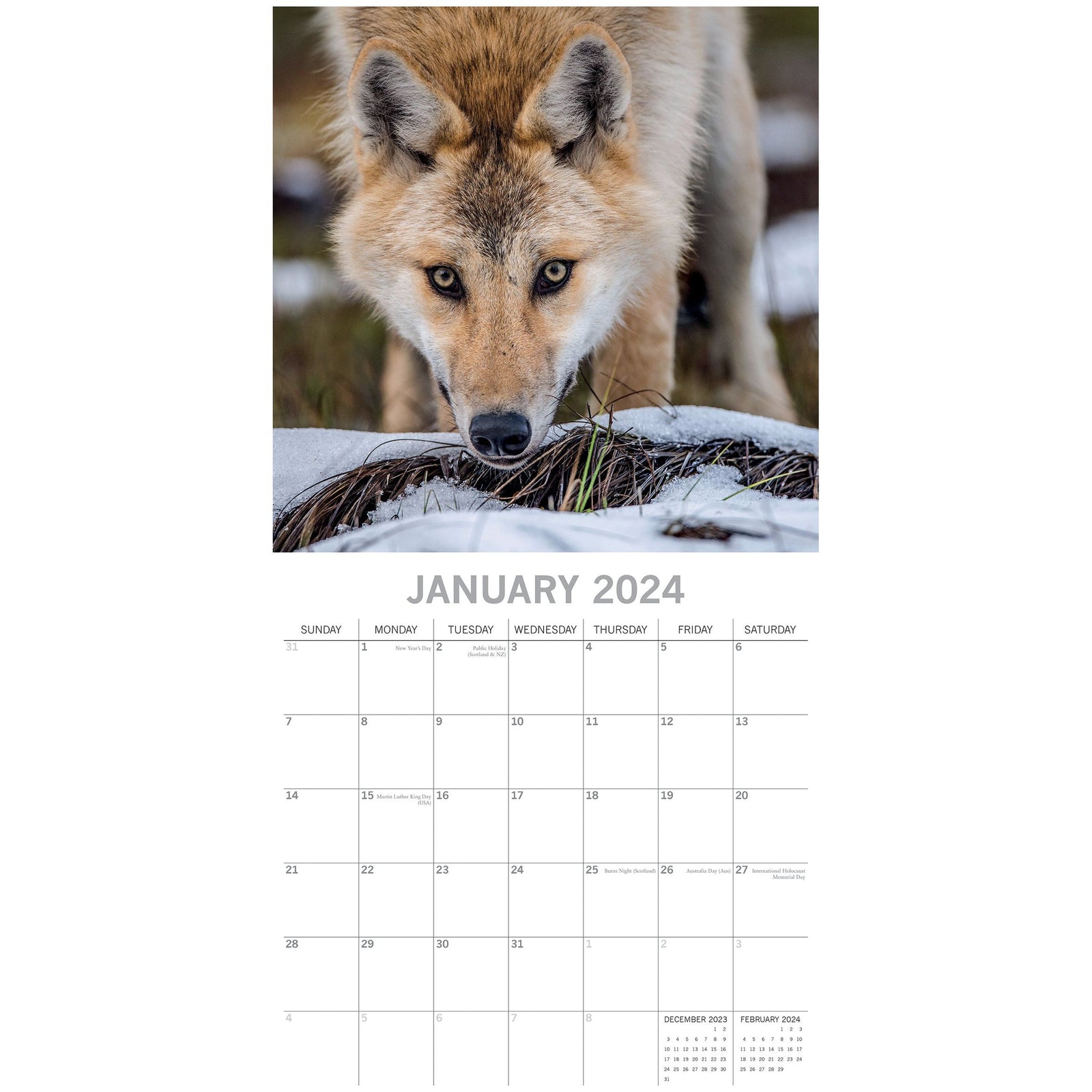 Wolves - 2024 Square Wall Calendar Pets Animals 16 Months Christmas Planner Gift