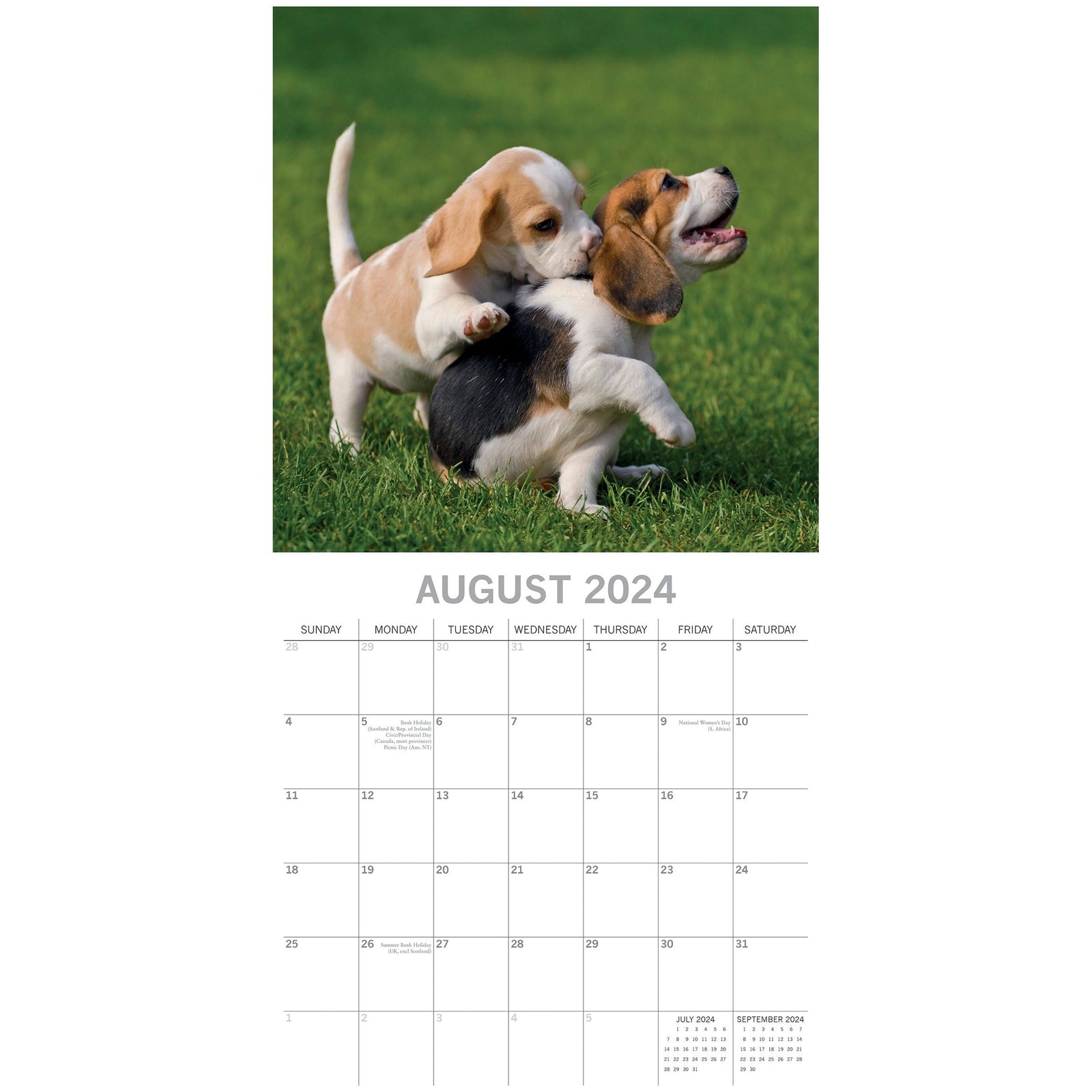 Beagles - 2024 Square Wall Calendar Pets Dog 16 Months Premium Planner New Year