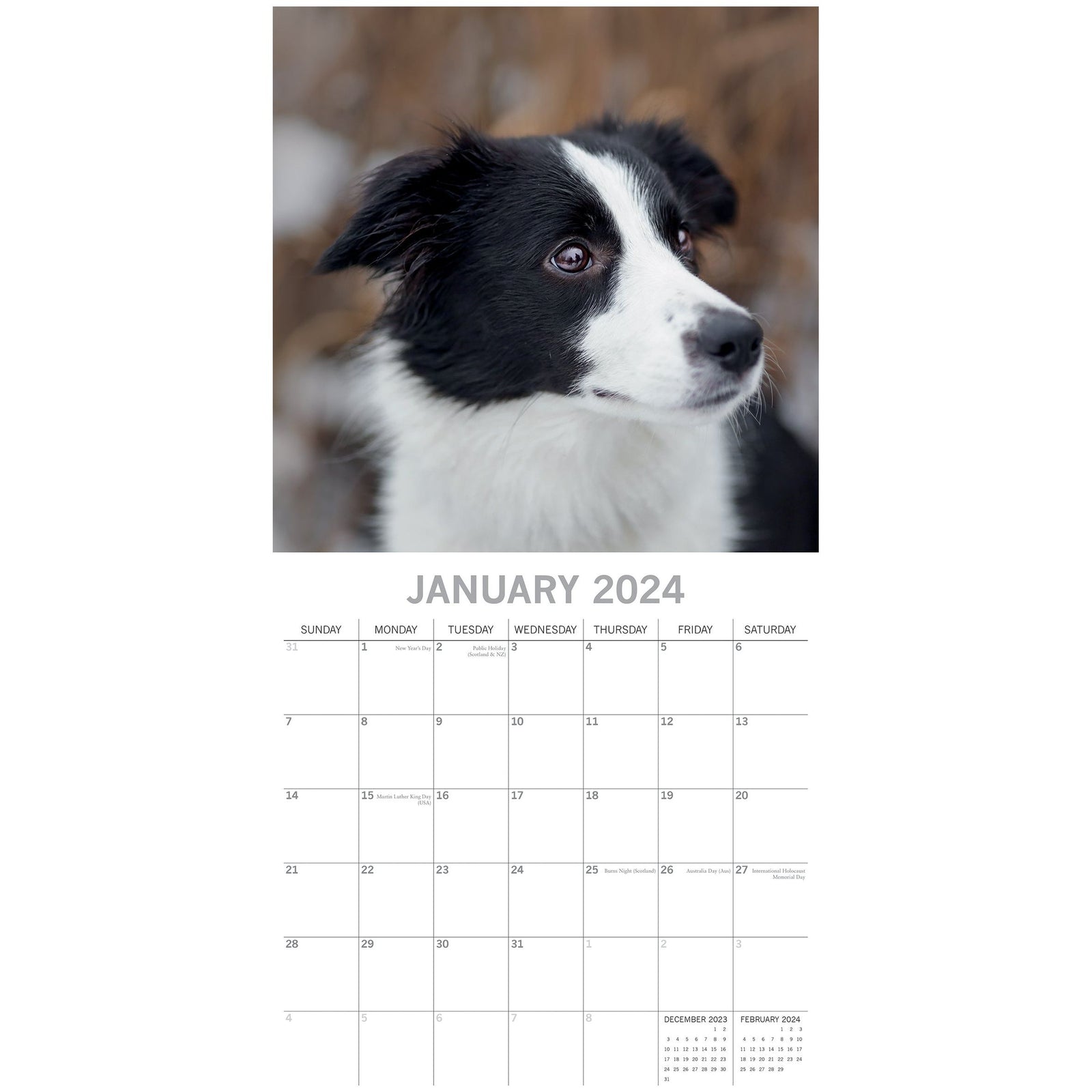 Border Collies - 2024 Square Wall Calendar Pets Dog 16 Months Premium Planner