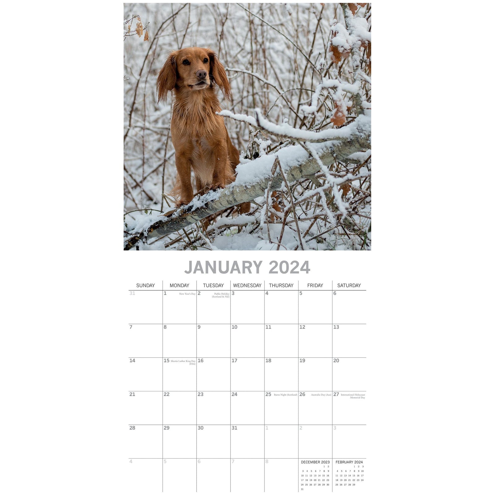 Cocker Spaniels - 2024 Square Wall Calendar Pets Dog 16 Months Premium Planner