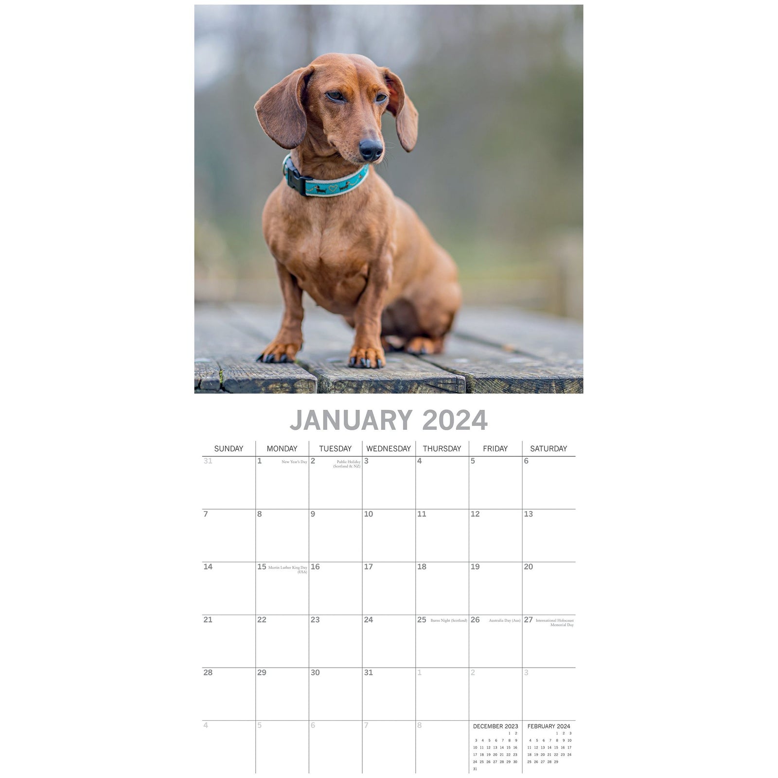 Dachshunds 2024 Square Wall Calendar Pets Dog 16 Months Premium Planner New Year