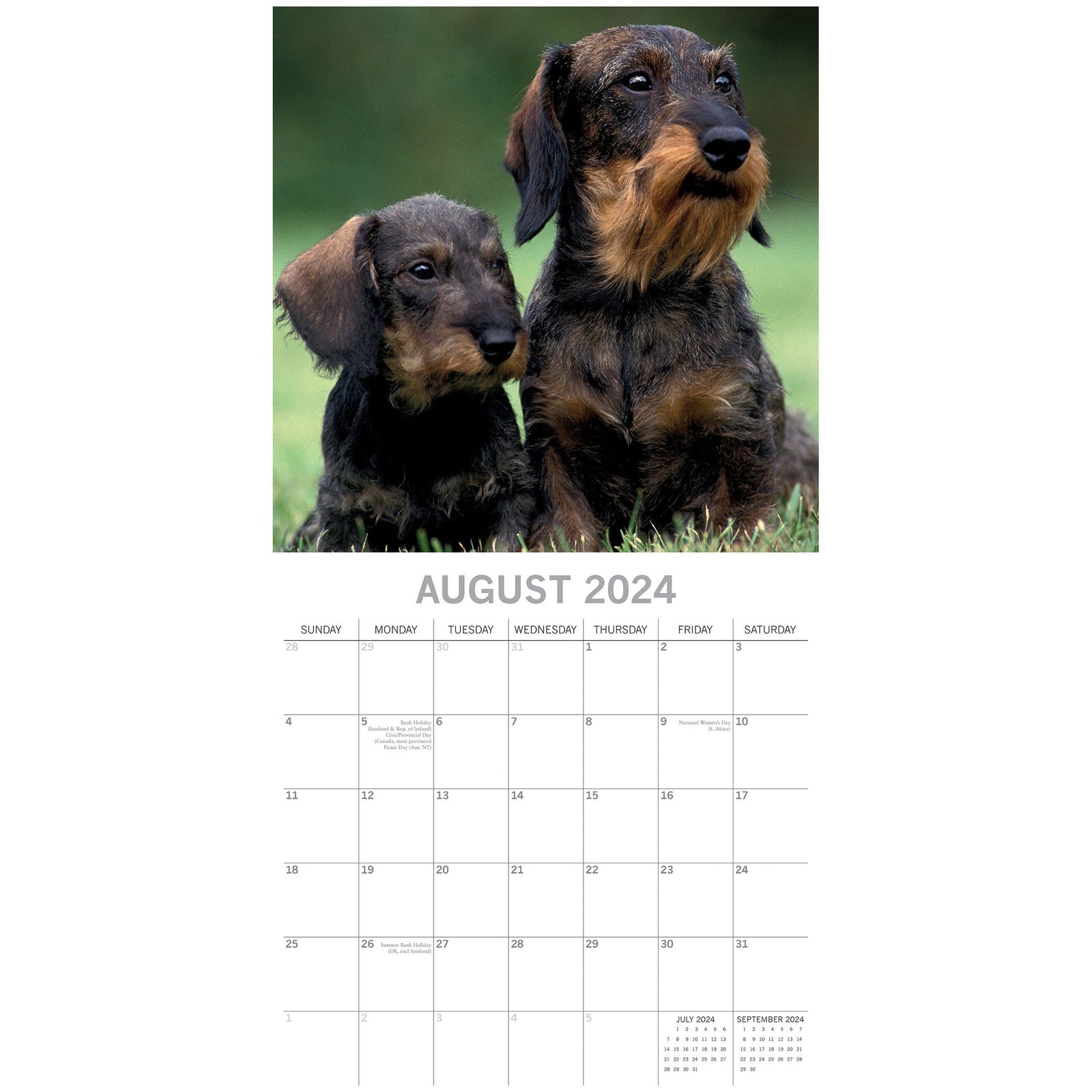 Dachshunds 2024 Square Wall Calendar Pets Dog 16 Months Premium Planner New Year