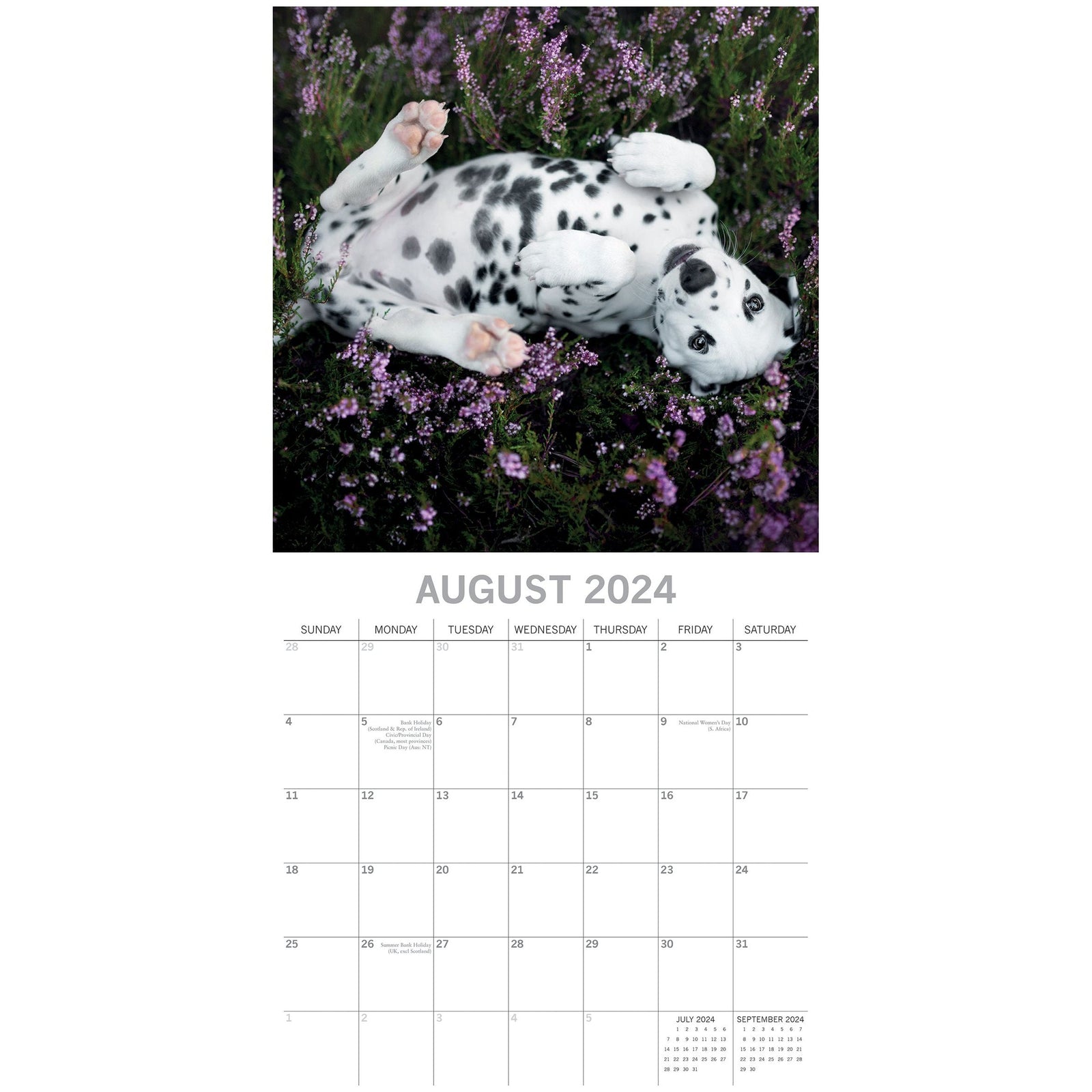 Dalmatians 2024 Square Wall Calendar Pets Dog 16 Months Premium Planner New Year