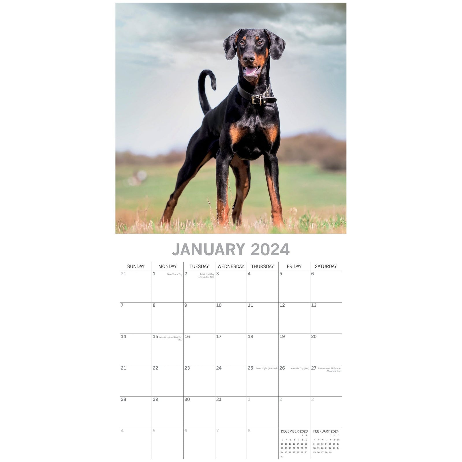 Dobermans - 2024 Square Wall Calendar Pets Dog 16 Month Premium Planner New Year