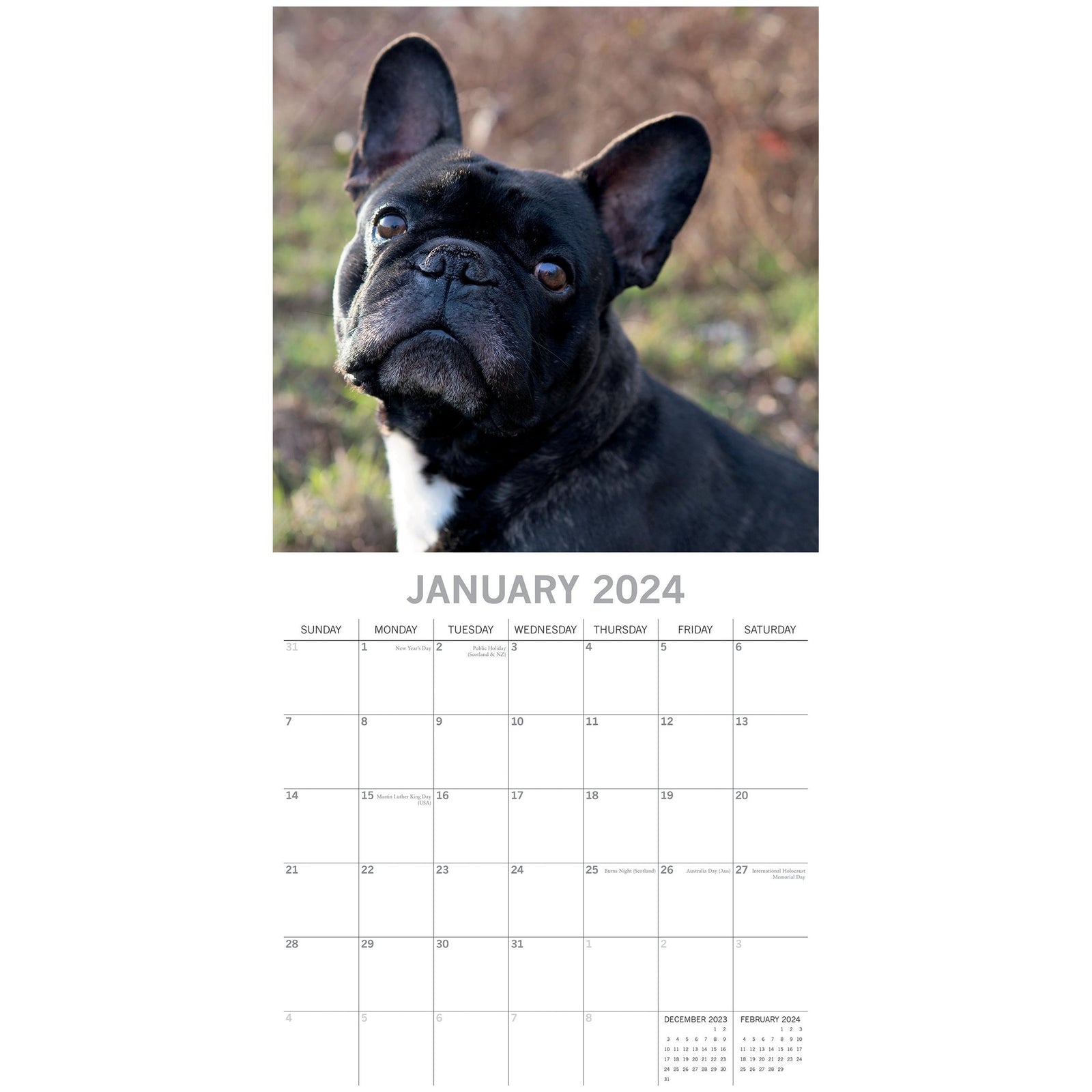 French Bulldogs - 2024 Square Wall Calendar Pets Dog 16 Months Premium Planner