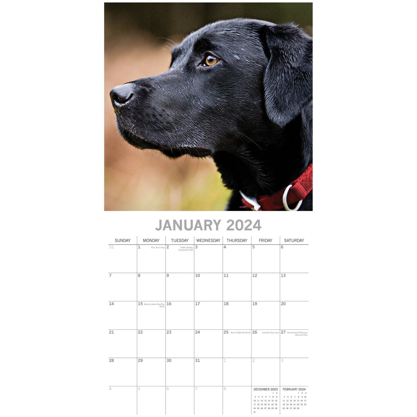 Labradors 2024 Square Wall Calendar Pets Dog 16 Months Premium Planner New Year