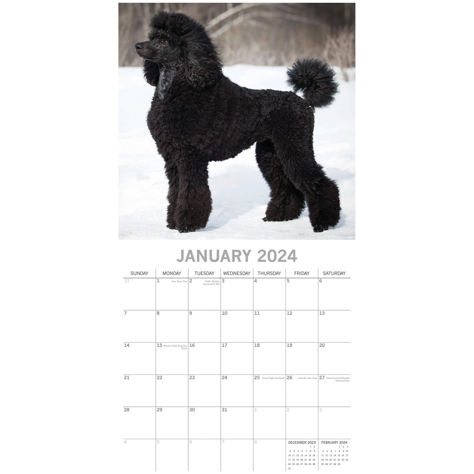 Poodles - 2024 Square Wall Calendar Pets Dog 16 Months Premium Planner New Year