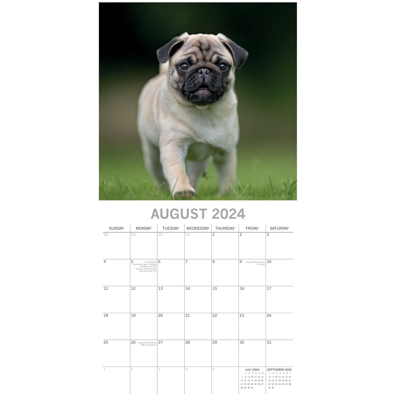 Pugs - 2024 Square Wall Calendar Pets Dog 16 Month Premium Planner New Year Gift