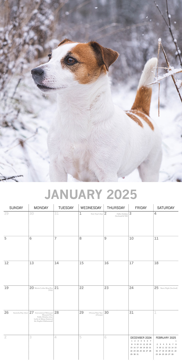 Jack Russells - 2025 Square Wall Calendar Dogs Pets Animals 16 Months Planner