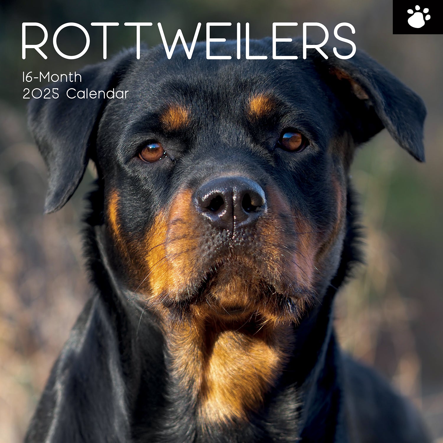Rottweilers 2025 Square Wall Calendar Dogs Pets Animals 16-Month Premium Planner
