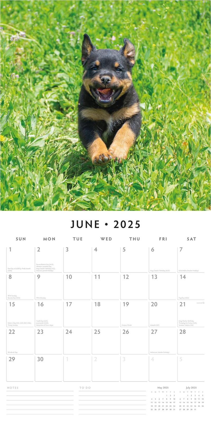 Rottweiler Puppies - 2025 Square Wall Calendar Animals 16 Months Premium Planner
