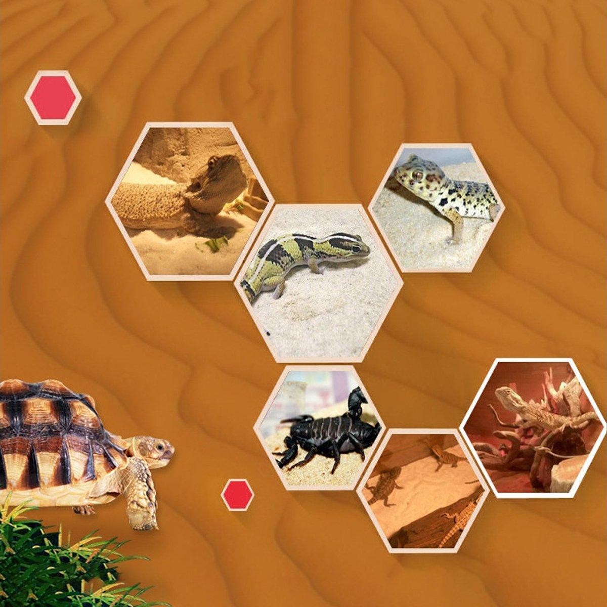 Pet Sand for Tortoises Snakes Lizards Spiders Multi-colour Reptile Habitat Decor - White