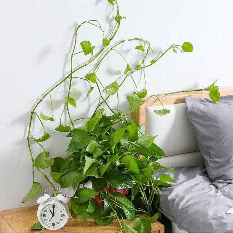 100Pcs Invisible Wall Clips for Plant Climbing & Vine Support