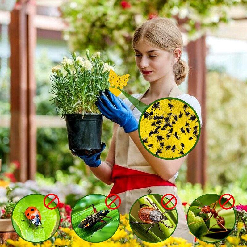 10X Dual Sided Sticky Trap Insect Killer Whitefly Thrip Fruit Fly Gnat - Sunflower 30PCS