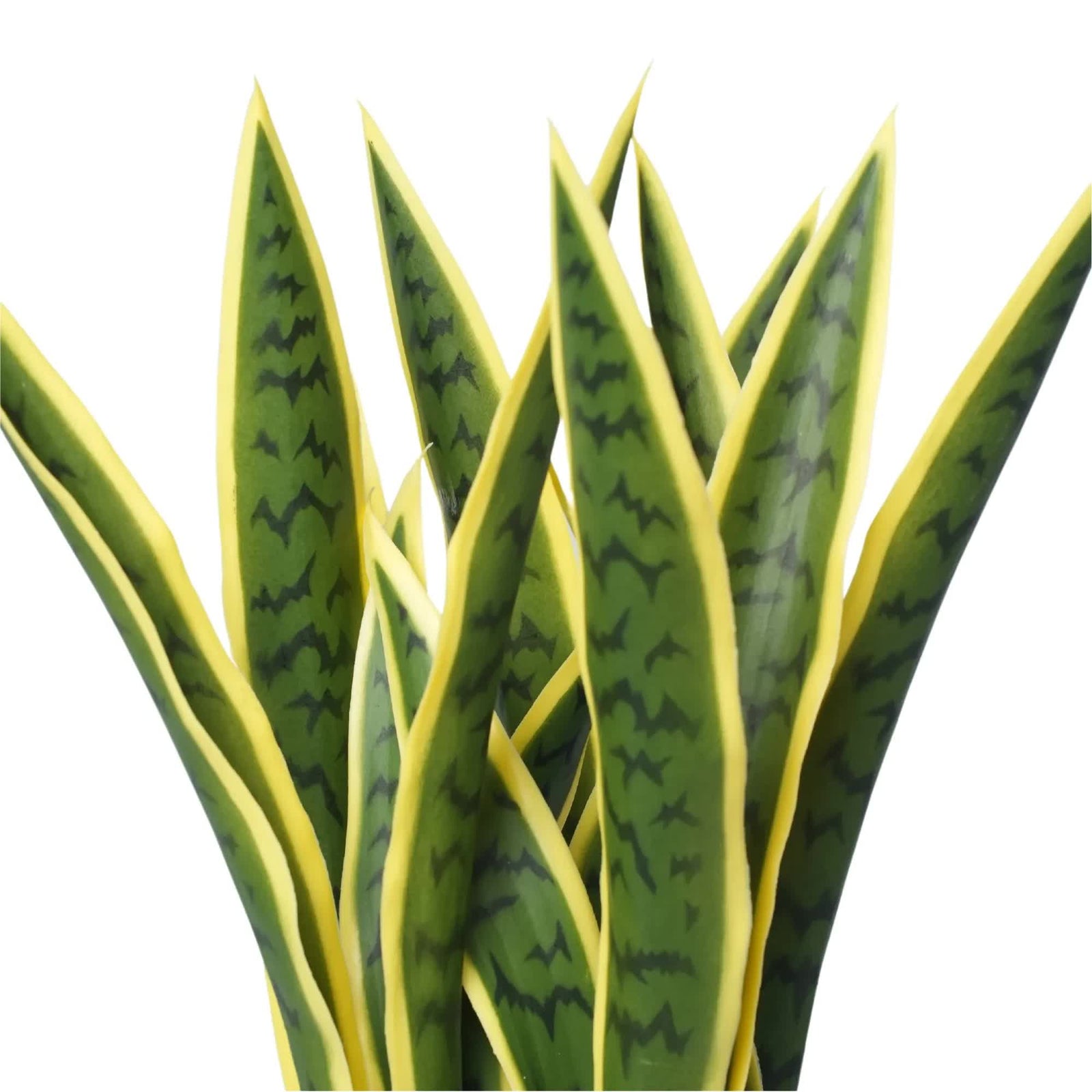Artificial Mother in Law Tongue / Yellow Tongue Sansevieria UV Resistant 60cm