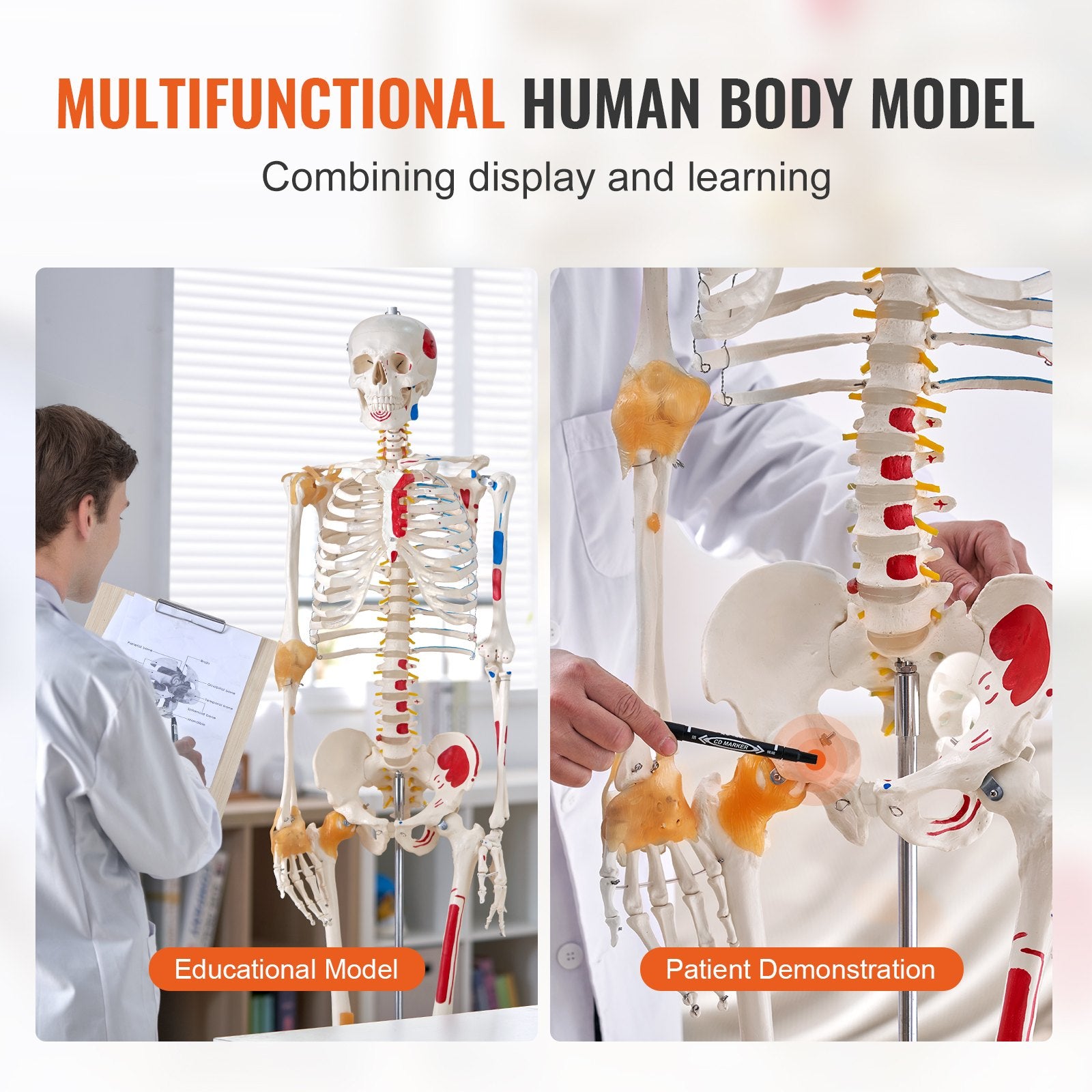 VEVOR Human Skeleton Model for Anatomy, 182 cm Life Size, Accurate PVC Anatomy Skeleton Model with Ligaments, Movable Arms, Legs & Jaw, with Muscle Origin & Insertion Points, for Professional Teaching