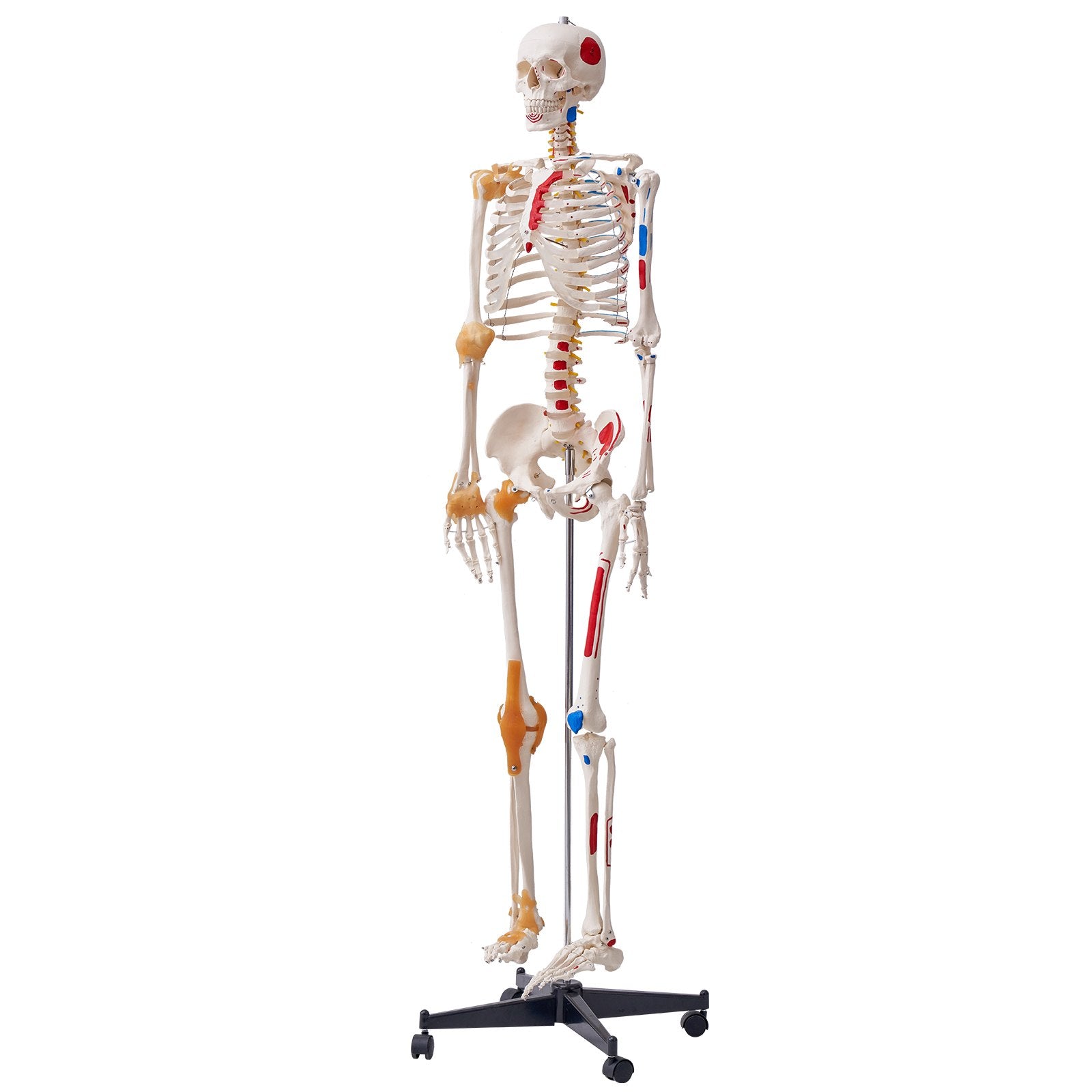 VEVOR Human Skeleton Model for Anatomy, 182 cm Life Size, Accurate PVC Anatomy Skeleton Model with Ligaments, Movable Arms, Legs & Jaw, with Muscle Origin & Insertion Points, for Professional Teaching