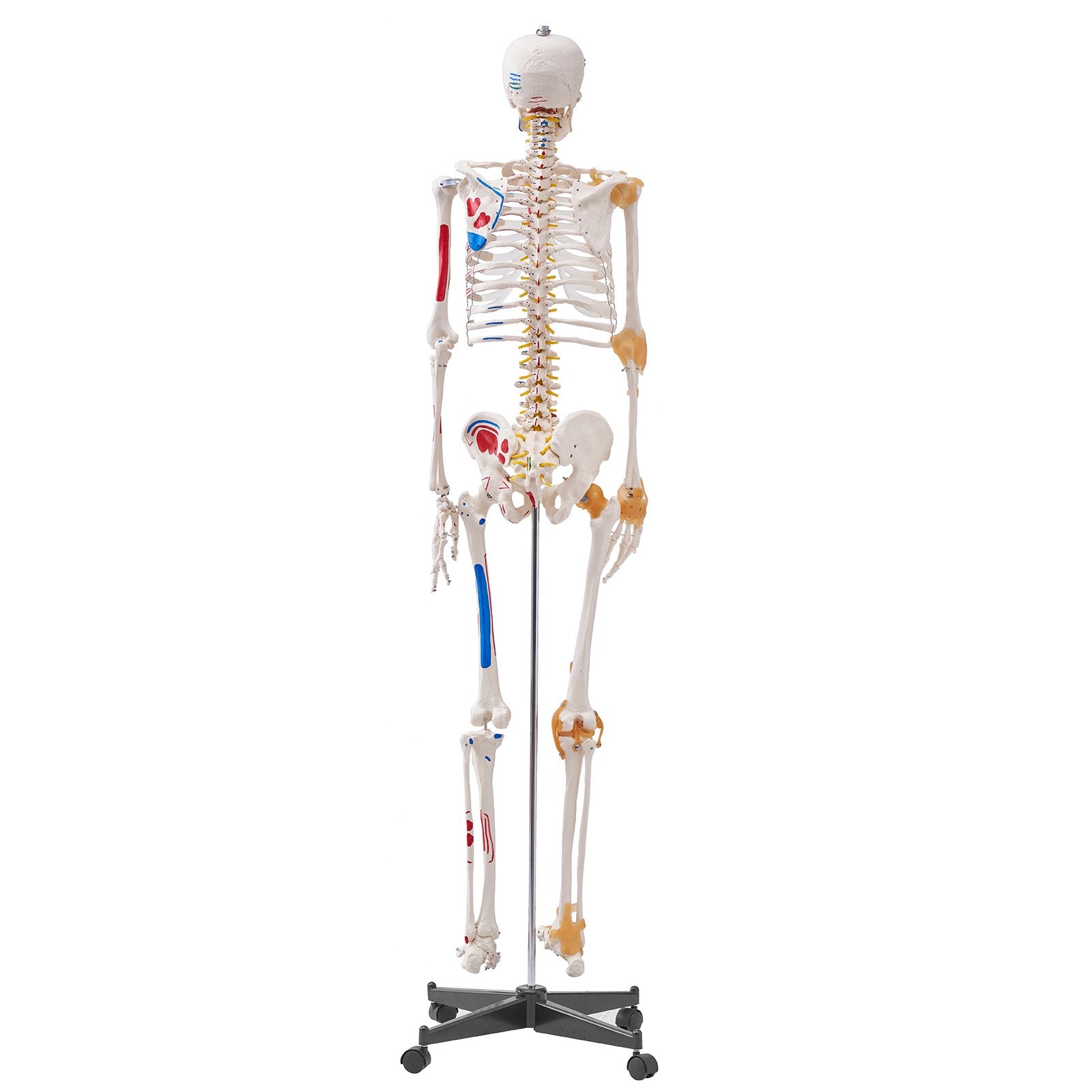 VEVOR Human Skeleton Model for Anatomy, 182 cm Life Size, Accurate PVC Anatomy Skeleton Model with Ligaments, Movable Arms, Legs & Jaw, with Muscle Origin & Insertion Points, for Professional Teaching