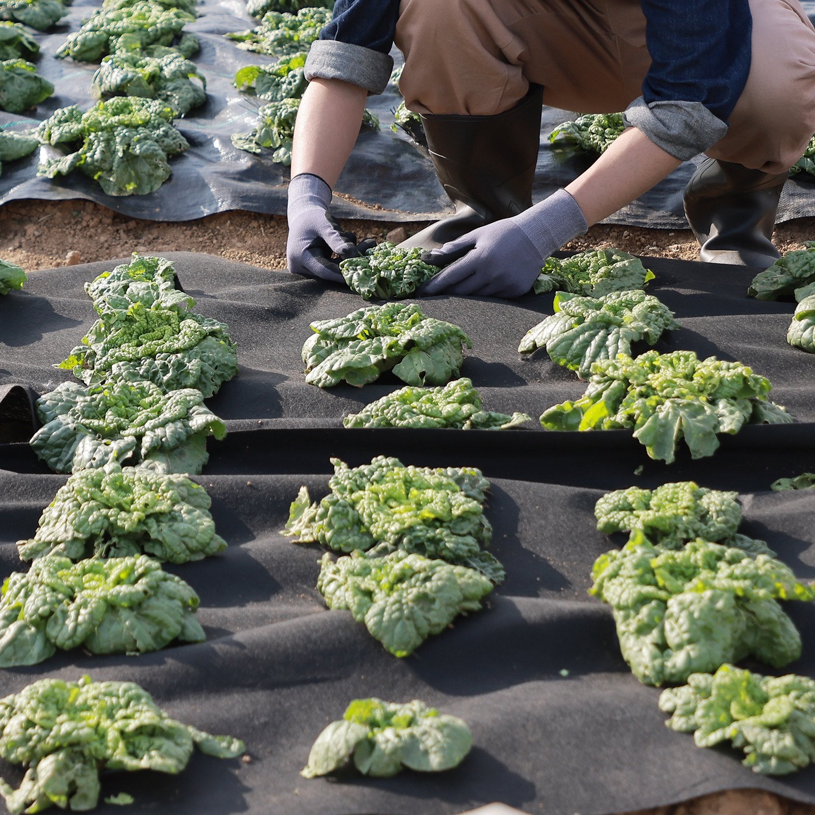 VEVOR Driveway Fabric, 1*50m Non Woven Geotextile Fabric, Heavy Duty Garden Weed Barrier Fabric, 4.43OZ Landscape Fabric, French Drains Drainage Fabric, Ground Cover Weed Control Fabric,3.28 x 164 ft