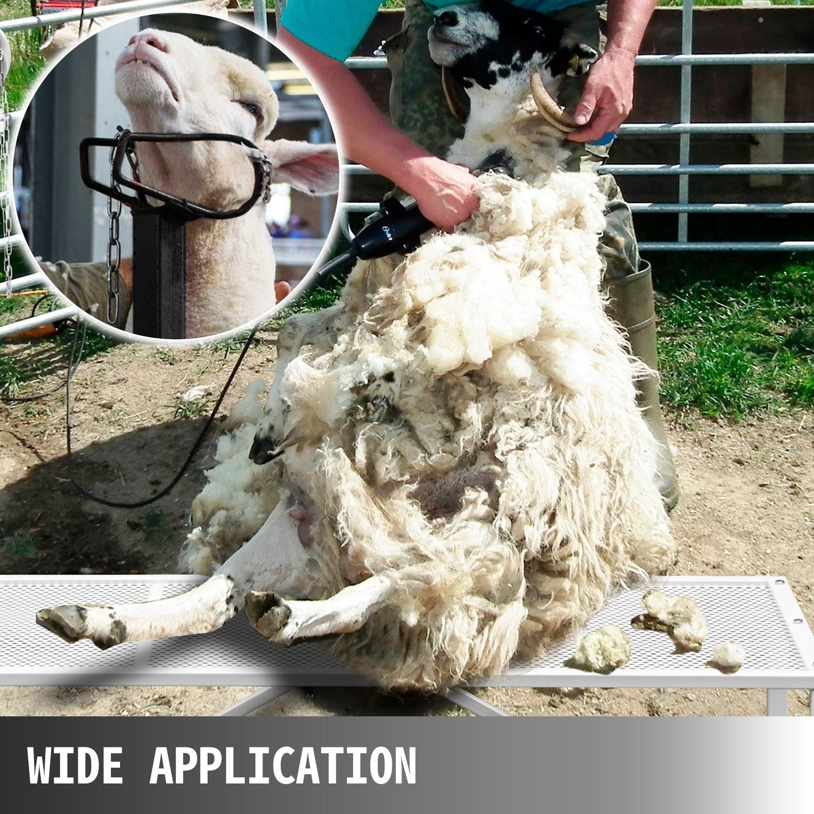 Livestock Stand 51x23 inches, Trimming Stand with Straight Head Piece, Goat Trimming Stand Metal Frame Sheep Shearing Stand Livestock Trimming Stands