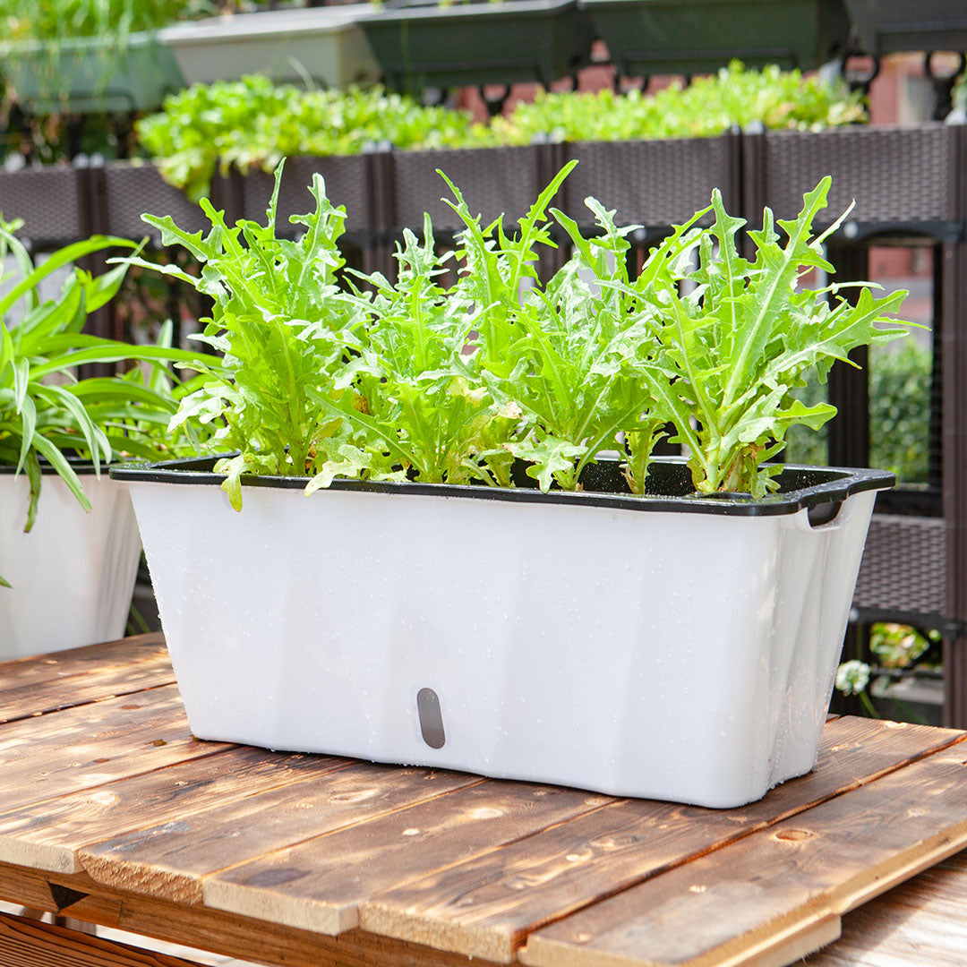 2X Large White Rectangular Flowerpot Vegetable Herb Flower Outdoor Plastic Box Garden Decor