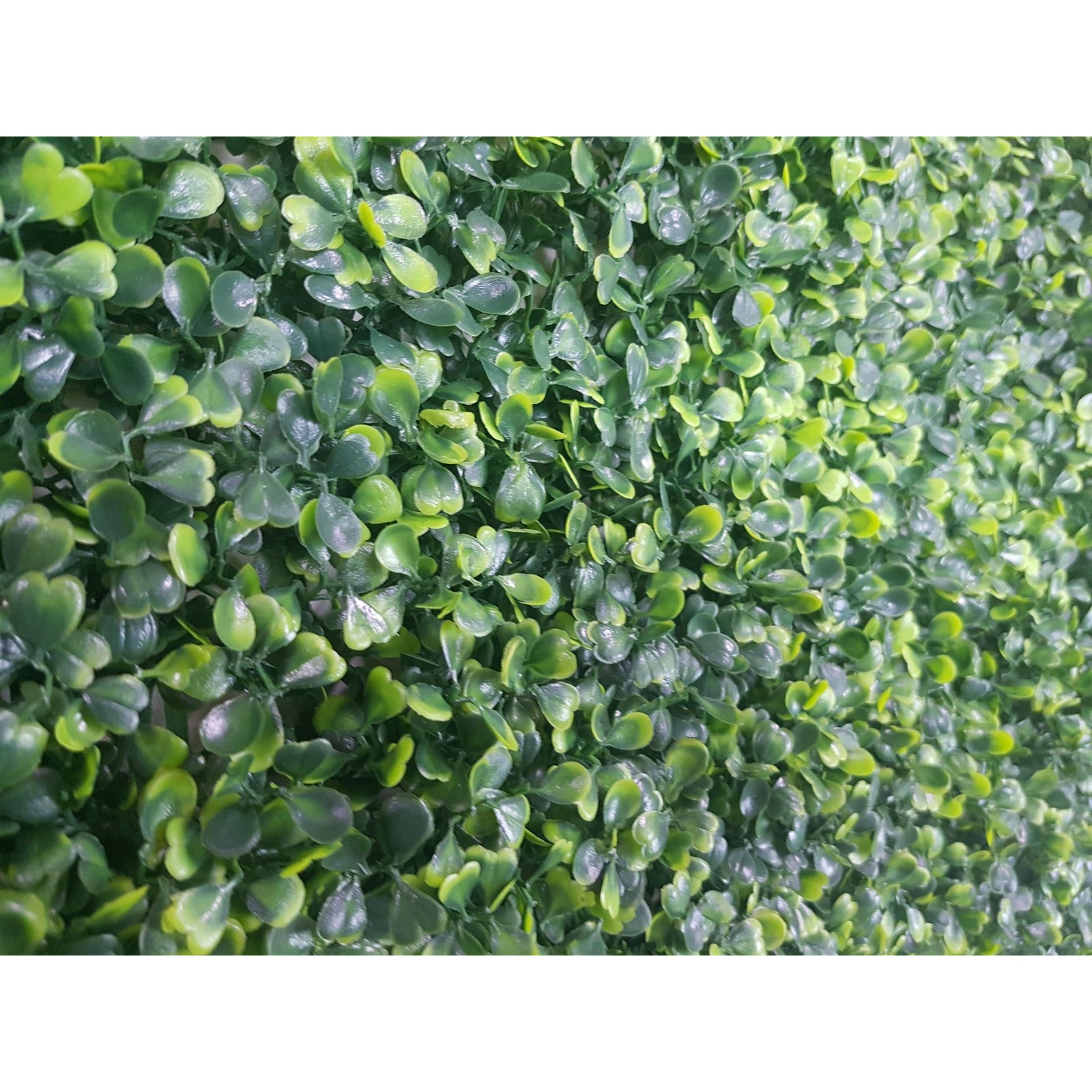 Mixed Boxwood Hedge Panels / Screens UV Resistant 1m x 1m