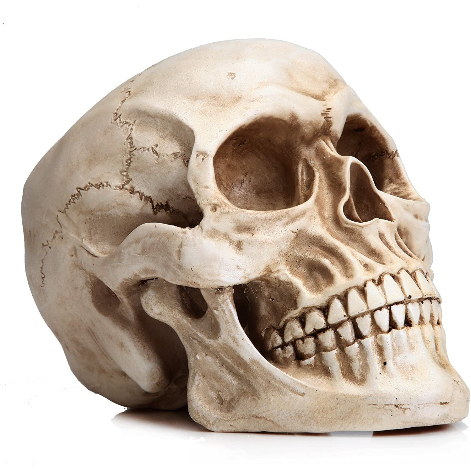 1:1 Replica Realistic Human Adult Skull Head Bone Model