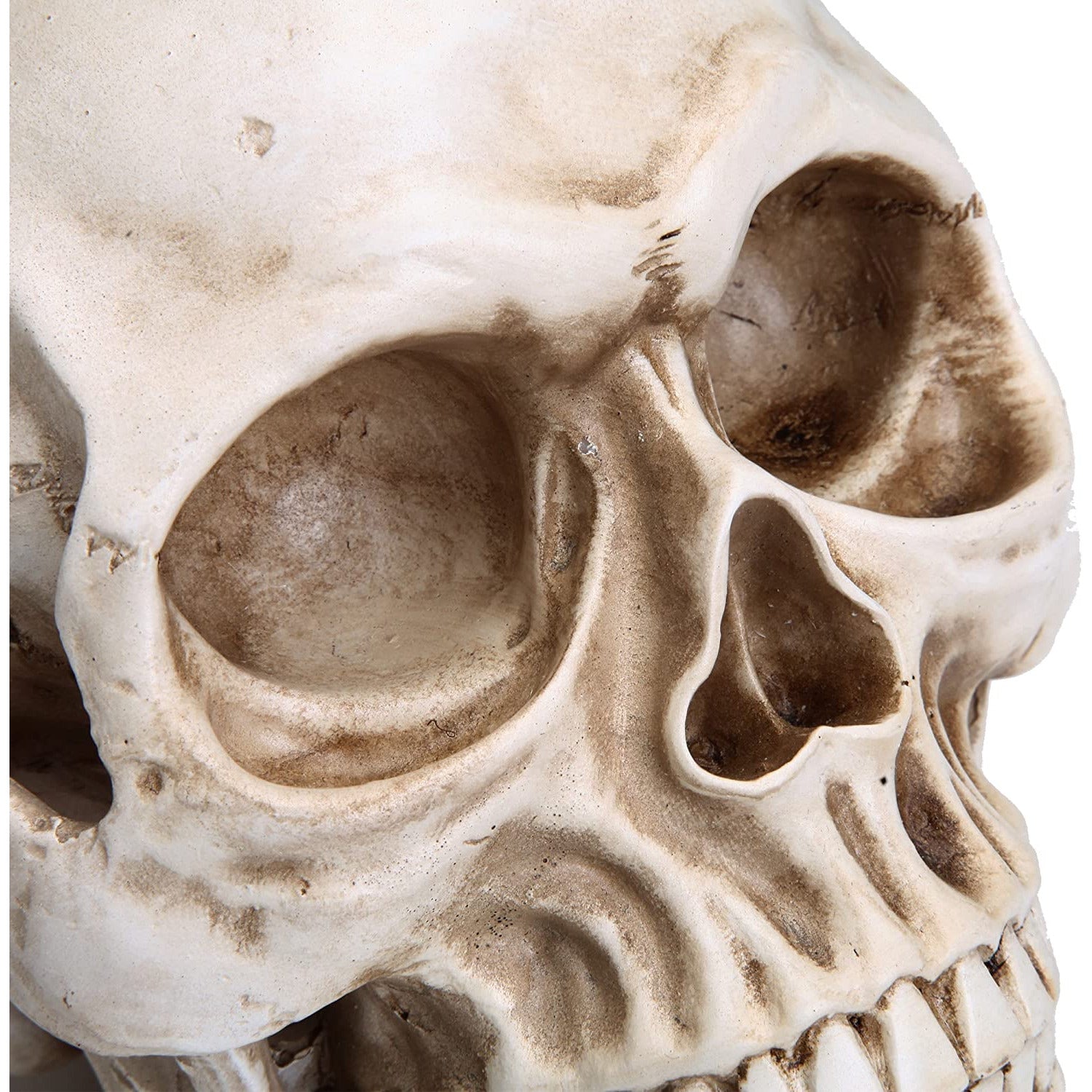 1:1 Replica Realistic Human Adult Skull Head Bone Model