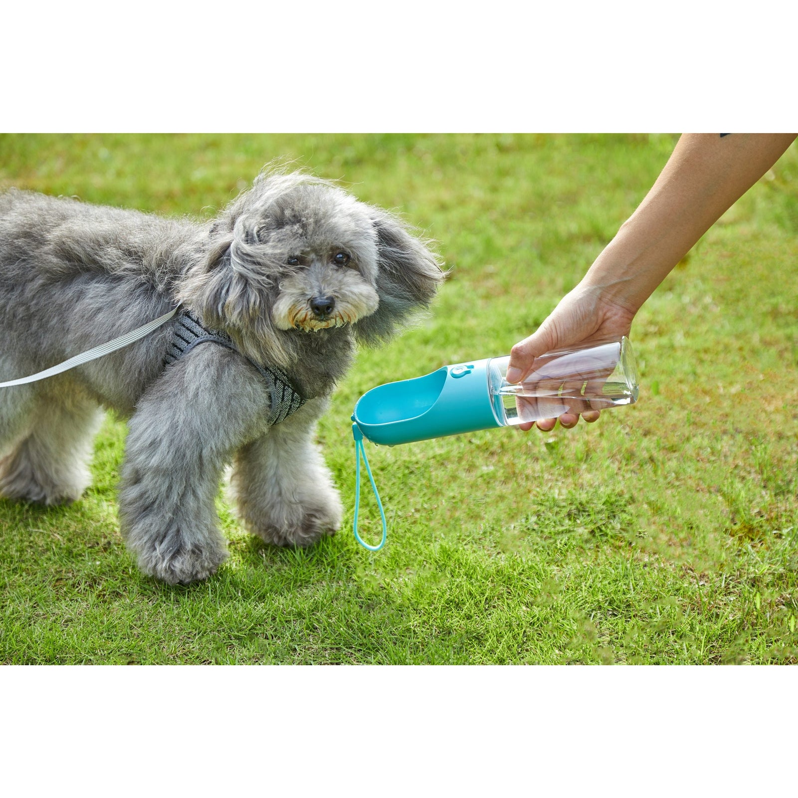 PETKIT Eversweet Travel Water Bottle - Blue 300Ml