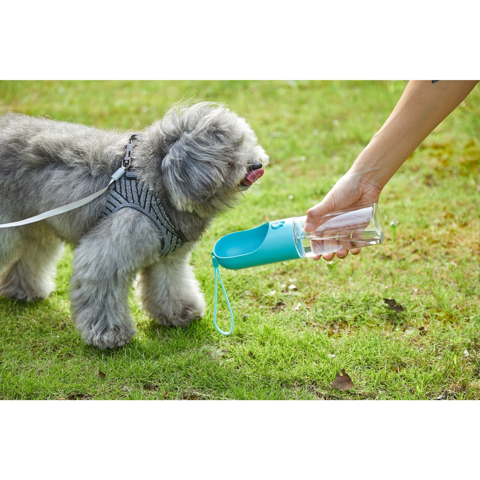 PETKIT Eversweet Travel Water Bottle - Blue 300Ml