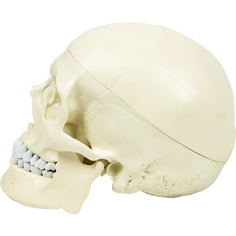 Life Size Anatomical Deluxe Human Skull Model Medical Skeleton Anatomy Replica