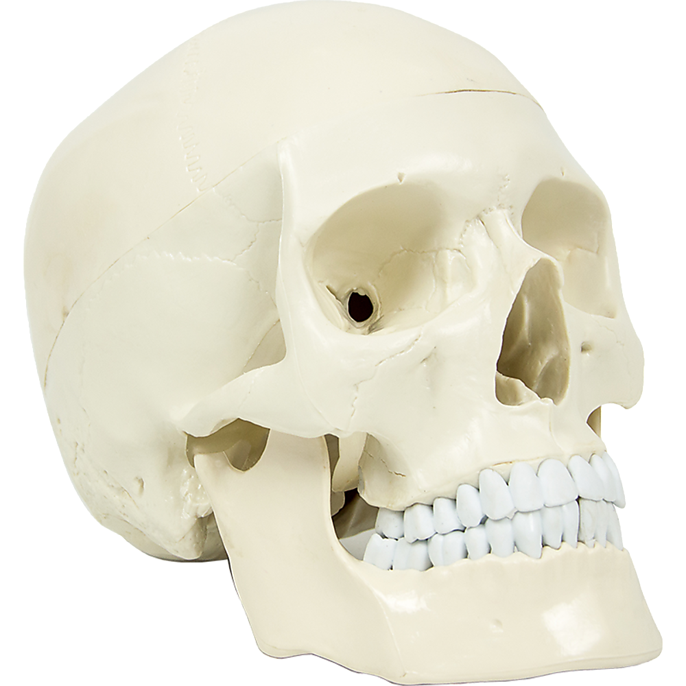 Life Size Anatomical Deluxe Human Skull Model Medical Skeleton Anatomy Replica